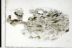 Plane Polarized, N10180