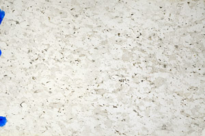 Plane Polarized, N10254