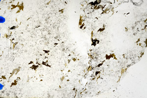 Plane Polarized, N10263