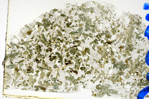 Plane Polarized, N10302