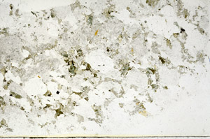 Plane Polarized, N10385