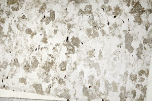 Plane Polarized, N10456