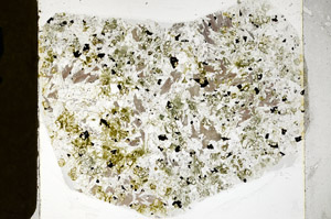 Plane Polarized, N11192