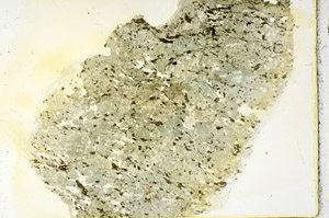 Plane Polarized, N11317