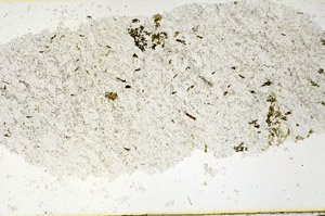 Plane Polarized, N11332