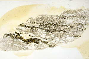 Plane Polarized, N11342