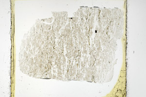 Plane Polarized, N11353