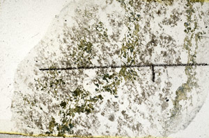 Plane Polarized, N11361
