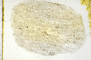 Plane Polarized, N11362