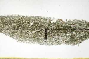 Plane Polarized, N11385