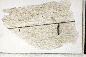 Plane Polarized, N11389/e1
