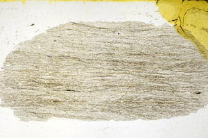 Plane Polarized, N11392