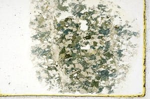 Plane Polarized, N11396