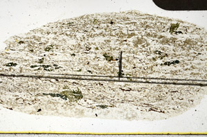 Plane Polarized, N11420