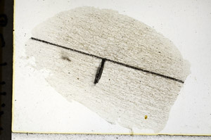 Plane Polarized, N11458/a