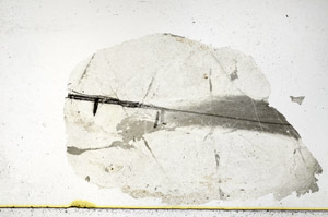 Plane Polarized, N11459