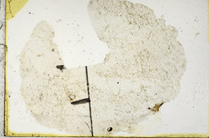 Plane Polarized, N11463