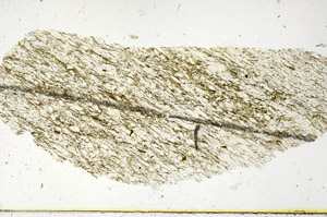 Plane Polarized, N11480
