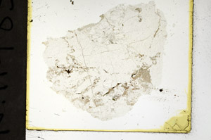 Plane Polarized, N11483