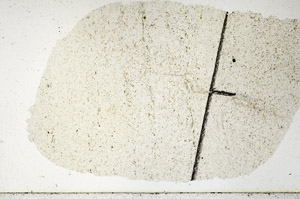 Plane Polarized, N11485