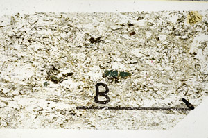Plane Polarized, N11487/B