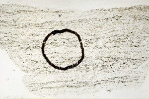 Plane Polarized, N11488