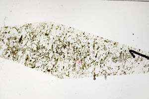 Plane Polarized, N11489/A