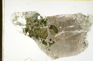 Plane Polarized, N11530