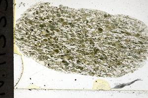 Plane Polarized, N11533