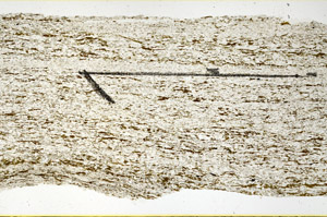 Plane Polarized, N11536/A