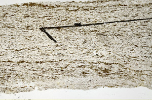 Plane Polarized, N11536/B