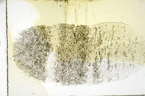 Plane Polarized, N11539/B