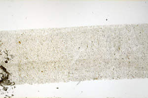 Plane Polarized, N11541/A