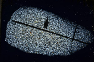 Cross Polarized, N11541/B