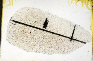 Plane Polarized, N11541/B
