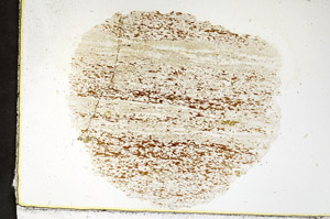 Plane Polarized, N11564