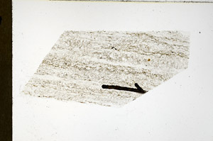 Plane Polarized, N11581/a