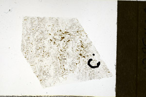 Plane Polarized, N11581/c