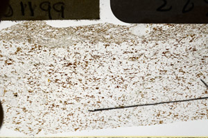 Plane Polarized, N11623
