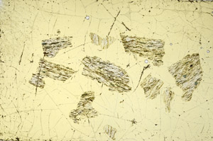 Plane Polarized, N11637