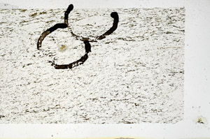 Plane Polarized, N11642