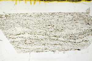 Plane Polarized, N11643