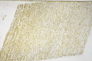 Plane Polarized, N11644/A