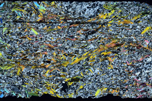 Cross Polarized, N11658