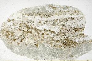 Plane Polarized, N11675