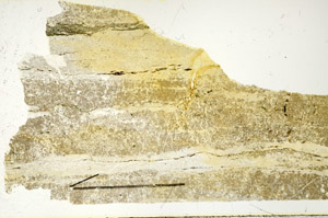 Plane Polarized, N11725/A