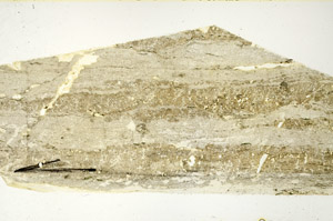 Plane Polarized, N11725/B