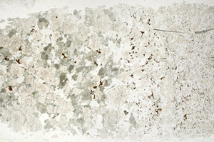 Plane Polarized, N11910