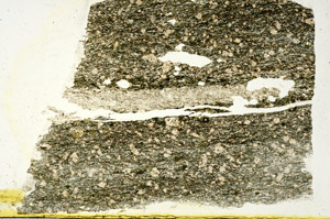 Plane Polarized, N11991