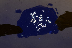 Cross Polarized, N12271/1